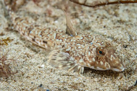 Photo for "Common Dragonet (Callionymus lyra) at the coast of norway. Amazing underwater world concept - Royalty Free Image