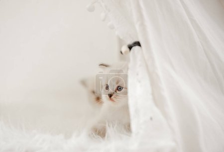 Téléchargez les photos : Poupée chat chaton en studio - en image libre de droit