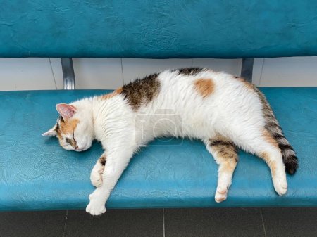 Foto de Gato blanco con manchas de colores duerme en un banco - Imagen libre de derechos