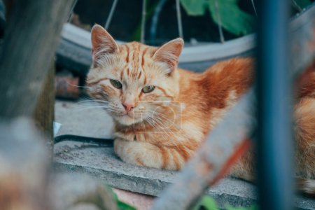 Foto de Gato rojo en el patio en el verano - Imagen libre de derechos