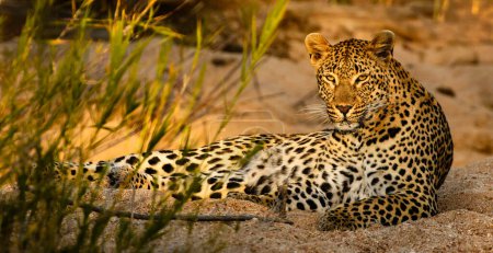 Foto de Retrato de cerca del joven leopardo en la naturaleza - Imagen libre de derechos