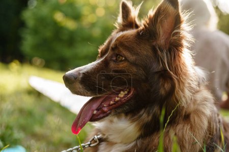 Foto de Joven perro collie fronterizo con correa en el parque - Imagen libre de derechos