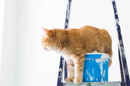 Photo for Repair, painting the walls, the cat sits on the stepladder. Funny picture - Royalty Free Image