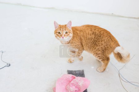 Foto de "Renovación, reparación y concepto de mascota - Divertido gato jengibre sentado en el suelo durante la redecoración
" - Imagen libre de derechos