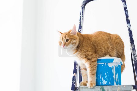 Photo for "Repair, painting the walls, the cat sits on the stepladder. Funny picture" - Royalty Free Image