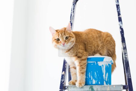 Foto de "Reparar, pintar las paredes, el gato se sienta en la escalera. Divertida imagen
" - Imagen libre de derechos