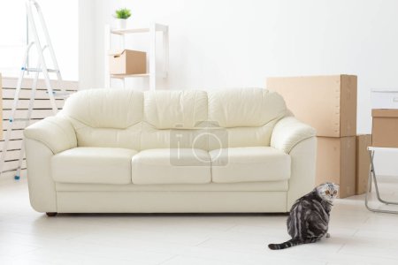 Téléchargez les photos : Beau chat écossais gris se trouve près d'un nouveau canapé vide tout en déménageant dans un nouvel appartement. Concept de crémaillère et bonne tradition avec un chat
. - en image libre de droit