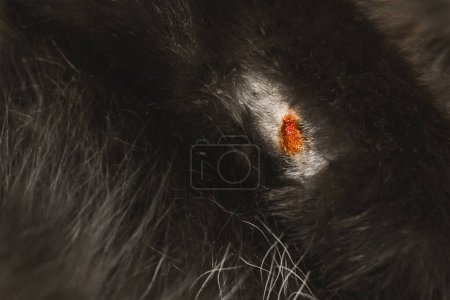 Foto de Herida en la pata de un gato negro fondo, primer plano - Imagen libre de derechos