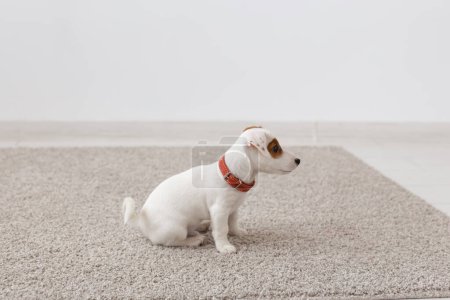 Foto de Mascotas, animales y concepto doméstico - pequeño cachorro russell sentado en una alfombra en la sala de estar - Imagen libre de derechos