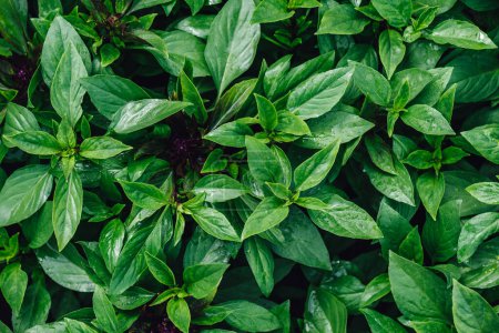 Foto de Albahaca verde fresca con gotas de agua en hojas en el jardín vegetal - Imagen libre de derechos