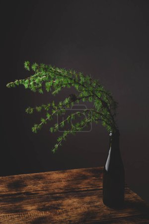Photo for Still life of larch branch in glass bottle - Royalty Free Image