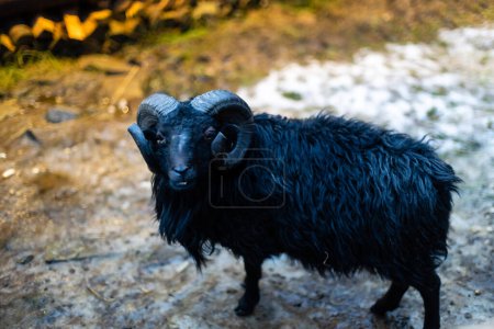 Photo for Black sheep. Ouessant ram at farm. - Royalty Free Image