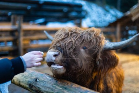 Téléchargez les photos : Jolie petite fille nourrissant un mouton à la ferme. Joyeux week-end en famille à la campagne. Amitié des enfants et des animaux. - en image libre de droit