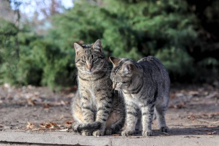 Téléchargez les photos : Chats marchent dans le parc par une journée ensoleillée - en image libre de droit