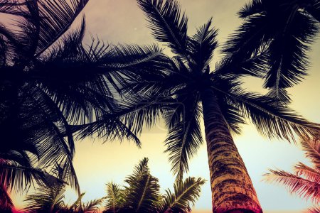 Téléchargez les photos : Silhouette palmier - Vintage filtre effet et lumière fuite filtre traitement des photos de style - en image libre de droit