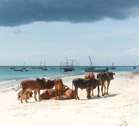 Photo for Group of resting african brown cows on sandy Zanzibar beach - Royalty Free Image