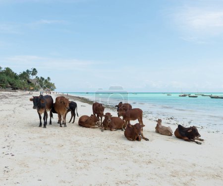 Foto de "grupo de vacas africanas en reposo en la playa de Zanzíbar
" - Imagen libre de derechos