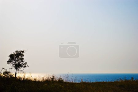 Téléchargez les photos : "Coucher du jour sur une belle baie avec l'arbre
" - en image libre de droit