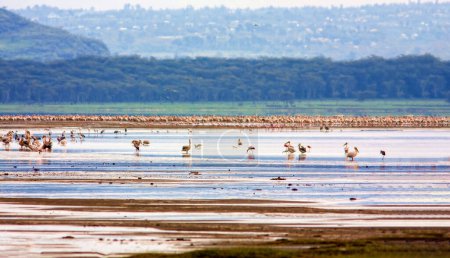 Téléchargez les photos : Un grand nombre d'oiseaux sur un lac au Kenya
. - en image libre de droit
