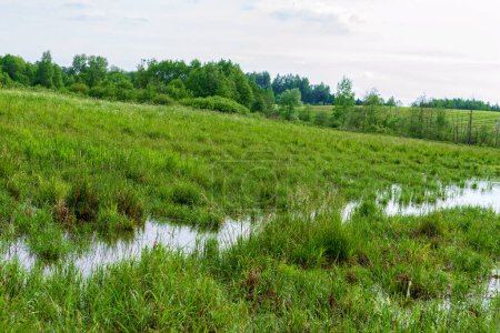 Foto de Vista del pintoresco pantano en verano
. - Imagen libre de derechos