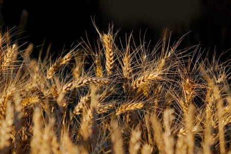 Téléchargez les photos : Champ de blé isolé sur noir - en image libre de droit