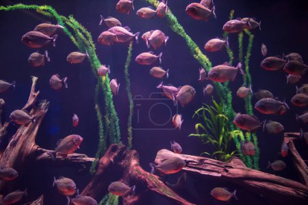Photo for "aquarium with colorful fishes. Amazing underwater world concept - Royalty Free Image