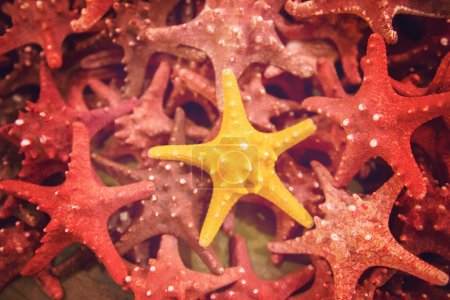 Téléchargez les photos : Beaucoup d'étoiles de mer de près - en image libre de droit