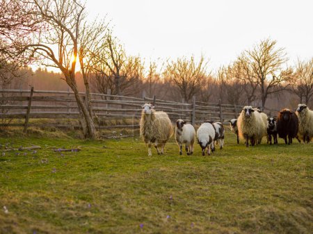 Téléchargez les photos : Mignon mouton regardant le champ - en image libre de droit