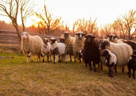Foto de Lindas ovejas mirando el campo - Imagen libre de derechos