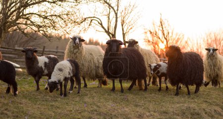 Foto de Lindas ovejas mirando el campo - Imagen libre de derechos