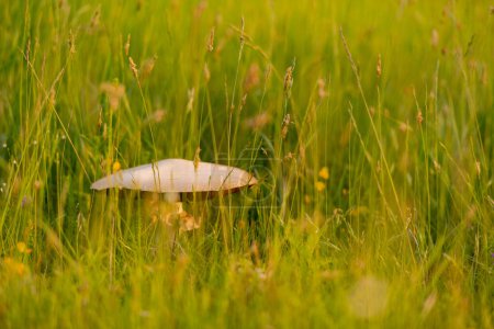 Foto de Vista panorámica del hongo blanco en el campo verde - Imagen libre de derechos