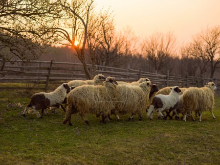 Téléchargez les photos : Mignon mouton regardant le champ - en image libre de droit