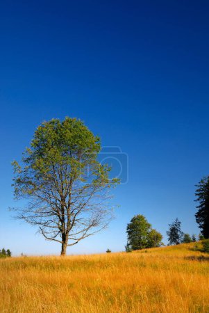 Foto de Árbol en el prado en el día soleado - Imagen libre de derechos