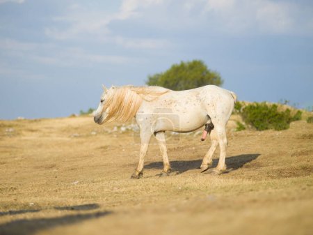 Photo for Wild horses in naure - Royalty Free Image