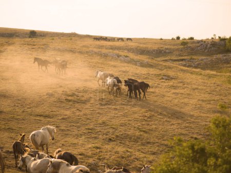 Téléchargez les photos : Chevaux sauvages dans la nature - en image libre de droit