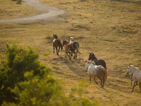 Téléchargez les photos : Chevaux sauvages vue panoramique - en image libre de droit