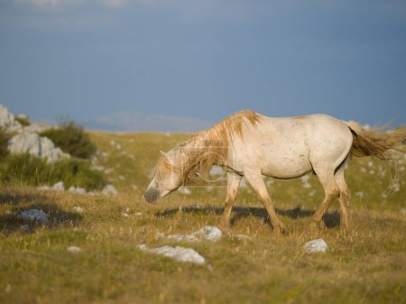 Photo for Wild horses scenic view - Royalty Free Image