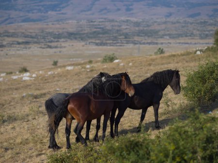 Photo for Wild horses scenic view - Royalty Free Image