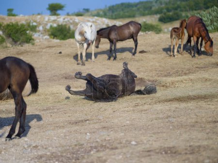 Téléchargez les photos : Chevaux sauvages vue panoramique - en image libre de droit