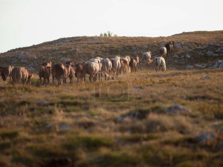 Téléchargez les photos : Chevaux sauvages dans le champ - en image libre de droit