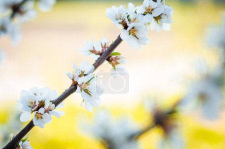 Photo for "Cherry branch with blooming flowers on a yellow blurred background." - Royalty Free Image