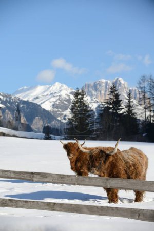 Téléchargez les photos : "vache animal en hiver
" - en image libre de droit