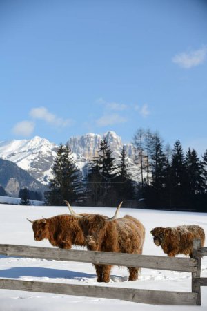 Téléchargez les photos : Vache animal en hiver - en image libre de droit
