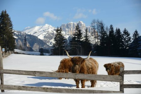 Téléchargez les photos : "vache animal en hiver
" - en image libre de droit