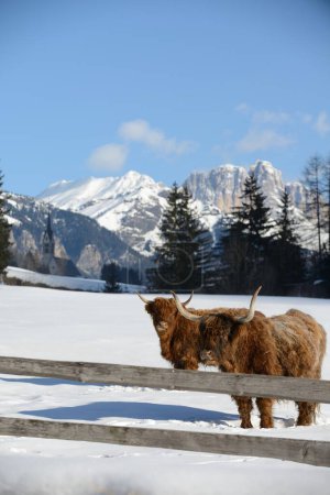 Foto de Animal de vaca en invierno - Imagen libre de derechos