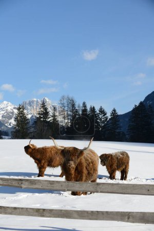 Téléchargez les photos : Vache animal en hiver - en image libre de droit
