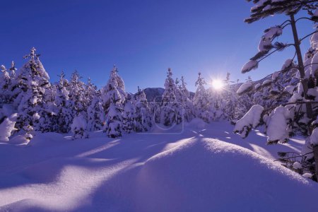 Téléchargez les photos : "lever de soleil d'hiver avec forêt couverte de neige fraîche et montagnes" - en image libre de droit