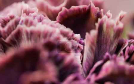Foto de "Fondo floral abstracto, flor de clavel púrpura. Fondo de flores macro para el diseño de la marca de vacaciones" - Imagen libre de derechos