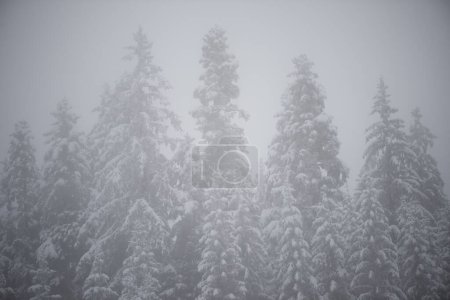 Foto de Pino perenne de Navidad cubierto de nieve fresca - Imagen libre de derechos