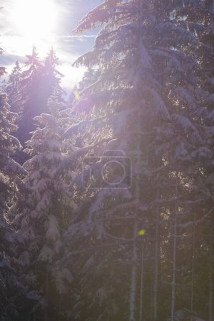 Téléchargez les photos : "paysage hivernal en forêt au coucher du soleil
" - en image libre de droit
